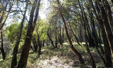 Terrenos boscosos a un lado de La Marquesa