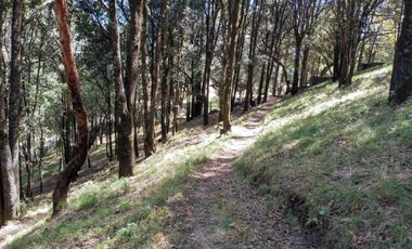 Terrenos boscosos a un lado de La Marquesa