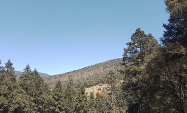 Terrenos boscosos a un lado de La Marquesa