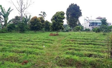 Di Jual Tanah Kebun 2.020 m2 Cocok Untuk Villa di Jl. Pasir Ipis Lembang Bandung