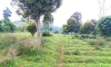 Di Jual Tanah Kebun 2.020 m2 Cocok Untuk Villa di Jl. Pasir Ipis Lembang Bandung
