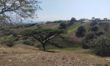 Finca 8 hectáreas  en Ansermanuevo