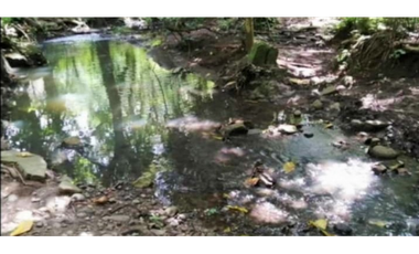Finca en venta de 88,7 HAS en Capira Cermeño (DR)
