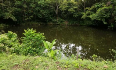 Finca en venta de 88,7 HAS en Capira Cermeño (DR)