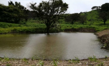 Finca en venta de 88,7 HAS en Capira Cermeño (DR)