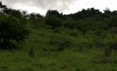 Finca en venta de 88,7 HAS en Capira Cermeño (DR)