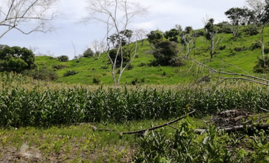 Finca en venta de 88,7 HAS en Capira Cermeño (DR)