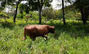 Finca en venta de 88,7 HAS en Capira Cermeño (DR)