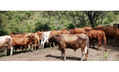 Finca en venta de 88,7 HAS en Capira Cermeño (DR)
