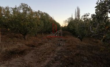 Huerta Venta Guerrero Chihuahua 1,500,000  Indhue RGC