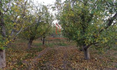 Huerta Venta Guerrero Chihuahua 1,500,000  Indhue RGC