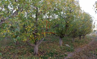 Huerta Venta Guerrero Chihuahua 1,500,000  Indhue RGC