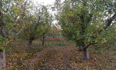 Huerta Venta Guerrero Chihuahua 1,500,000  Indhue RGC