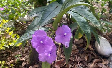 finca en venta en via altagracia. Cod V4831