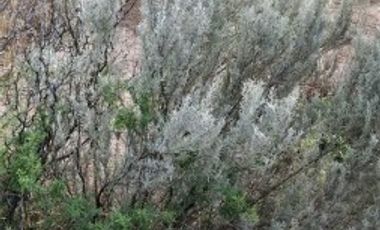 GREENWOOD VENDE CAMPO GANADERO EN SAN RAFAEL DE 5522Ha.