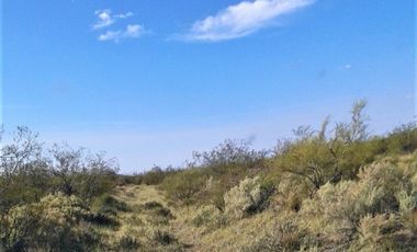 GREENWOOD VENDE CAMPO GANADERO EN SAN RAFAEL DE 5522Ha.
