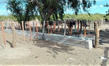 GREENWOOD VENDE CAMPO GANADERO EN SAN RAFAEL DE 5522Ha.