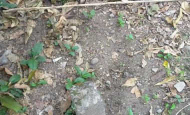 Tanah Kavling Siap Bangun di Wedomartani Sleman Lokasi Premium & Strategis, Investasi Masa Depan yang Menjanjikan