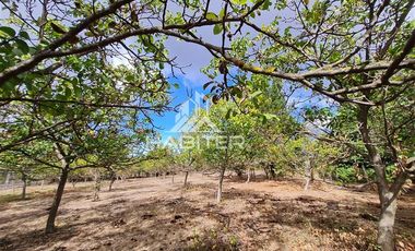 Parcela en Venta en San Carlos Puren - Retén Carabineros