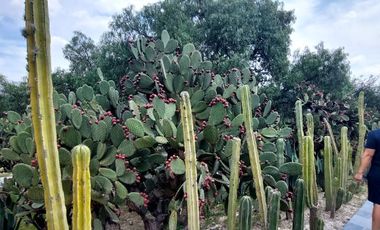 Terreno en venta en Country Club Amanali, Tepejí del Rio