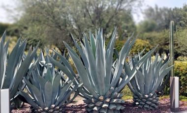 Terreno en venta en Country Club Amanali, Tepejí del Rio