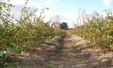 Campo en venta en 20 de Junio