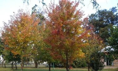 Campo en venta en 20 de Junio