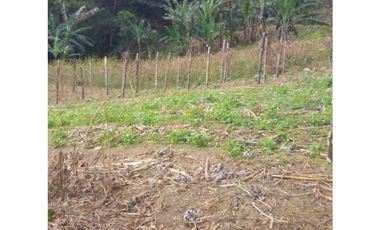 VENDO TERRENO DE 7000M2 EN PALMIRA ABAJO