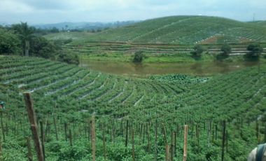 Jual Cepat Tanah Murah 100 Ha Di Sukanagara Kota Cianjur