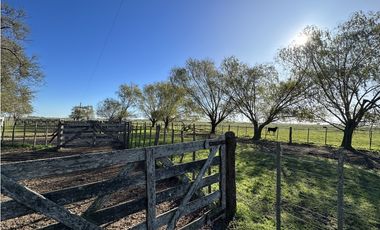 Campo en venta en Ranchos. 449 Has ganadero
