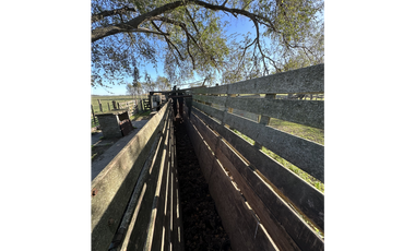 Campo en venta en Ranchos. 449 Has ganadero