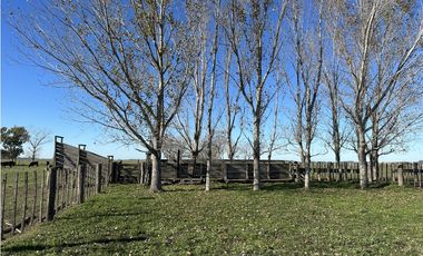 Campo en venta en Ranchos. 449 Has ganadero