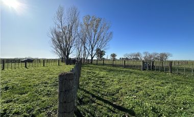 Campo en venta en Ranchos. 449 Has ganadero