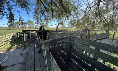 Campo en venta en Ranchos. 449 Has ganadero