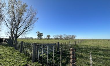Campo en venta en Ranchos. 449 Has ganadero