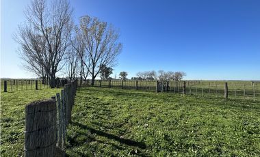 Campo en venta en Ranchos. 449 Has ganadero