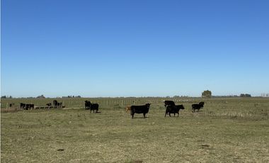 Campo en venta en Ranchos. 449 Has ganadero