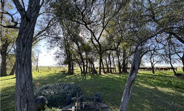 Campo en venta en Ranchos. 449 Has ganadero