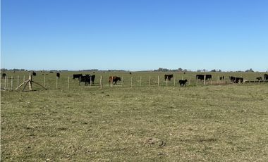 Campo en venta en Ranchos. 449 Has ganadero