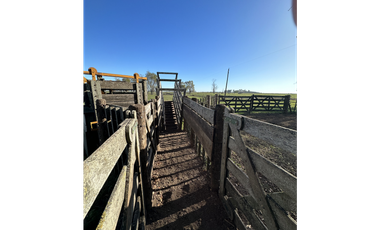 Campo en venta en Ranchos. 449 Has ganadero