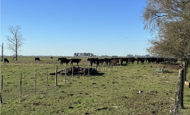 Campo en venta en Ranchos. 449 Has ganadero