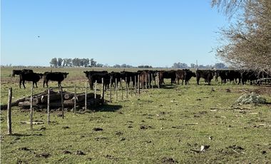 Campo en venta en Ranchos. 449 Has ganadero