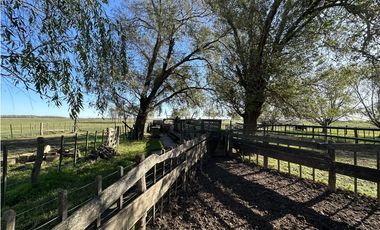 Campo en venta en Ranchos. 449 Has ganadero