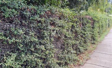 Parcela en Venta en San Carlos Puren - Retén Carabineros