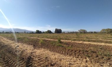 CAMPO DE 60 HA CON AGUA PARA RIEGO, PLANO. TENO, VII R.