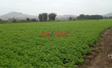 Se Vende Terreno De 3600 M2 En Chancay