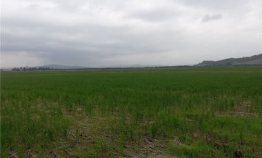 terreno arrocero de venta  en rocafuerte Manabi