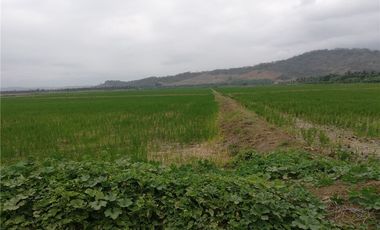 terreno arrocero de venta  en rocafuerte Manabi