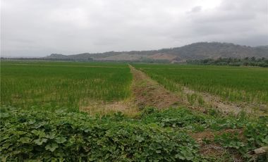 terreno arrocero de venta  en rocafuerte Manabi