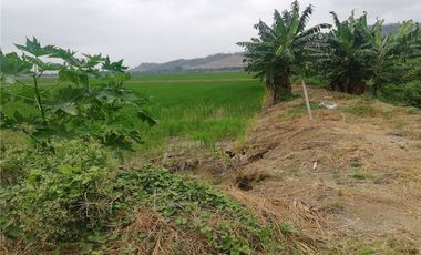 terreno arrocero de venta  en rocafuerte Manabi